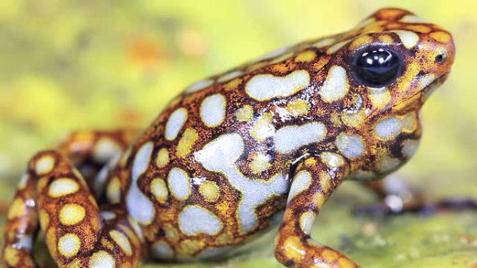 箭毒蛙 (ophaga sylvatica)