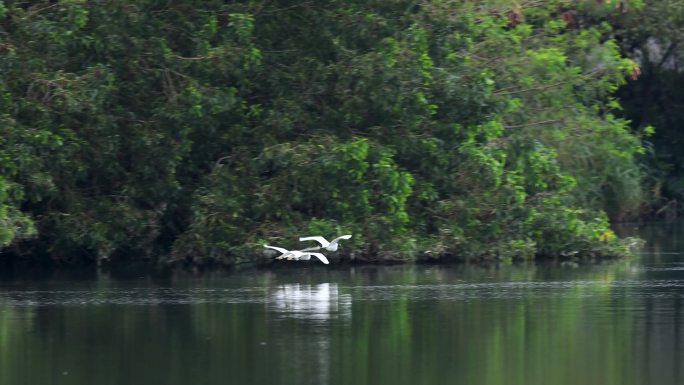 白鹭飞过湖面