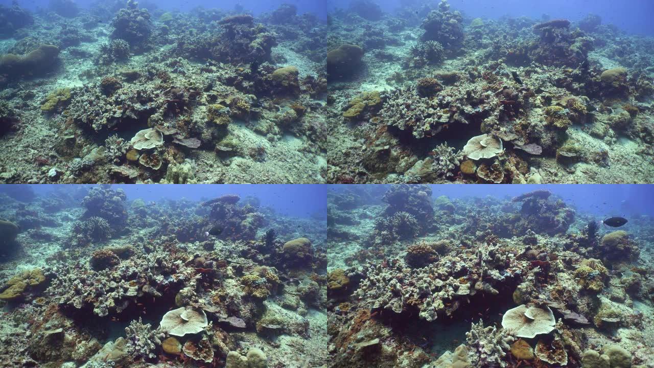珊瑚礁的水下世界。西巴丹岛仙本那。马来西亚。