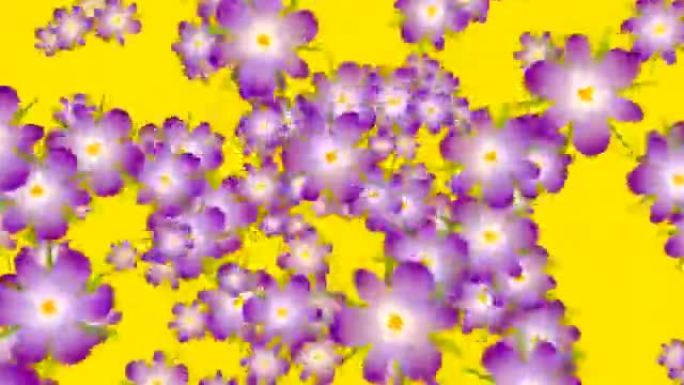 紫罗兰色番红花的爆炸