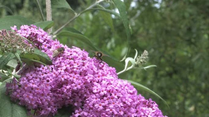 蜜蜂在大醉鸟花上收获花粉