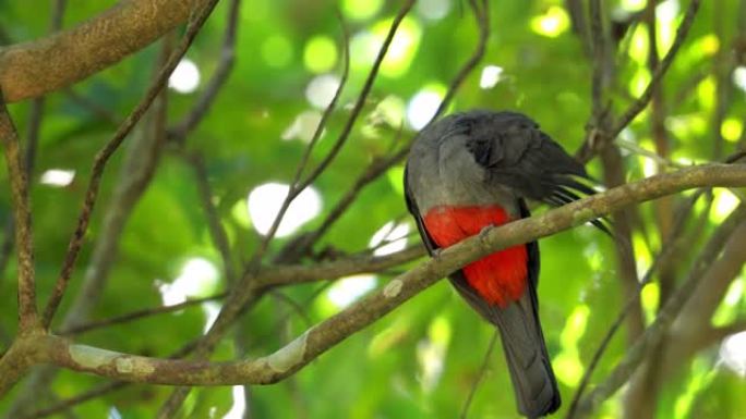 巴拿马Slaty-tailed Trogon