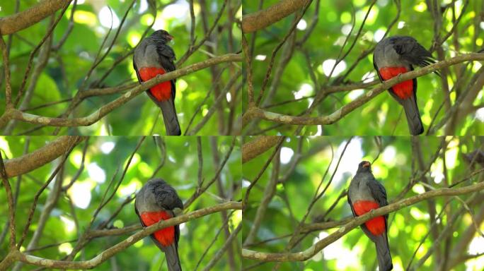 巴拿马Slaty-tailed Trogon