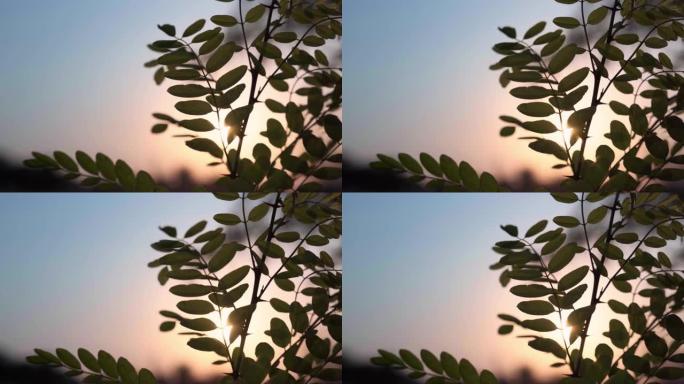 日落时树叶在天空中生长的特写镜头
