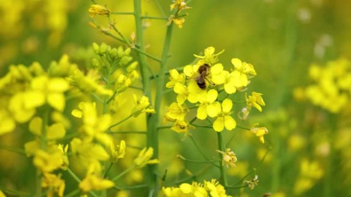 蜜蜂徘徊从油菜花中收集蜂蜜