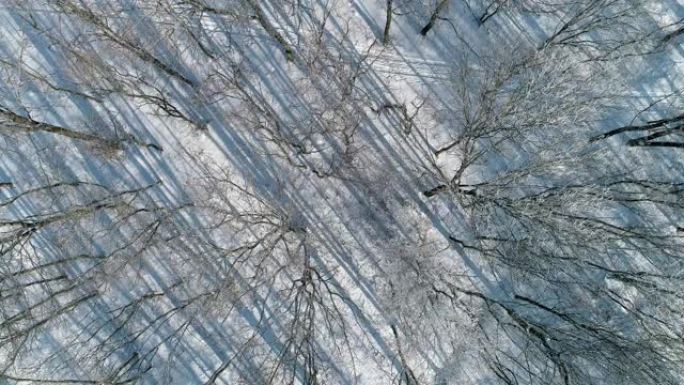 早晨冬季森林无人机视图白树雪