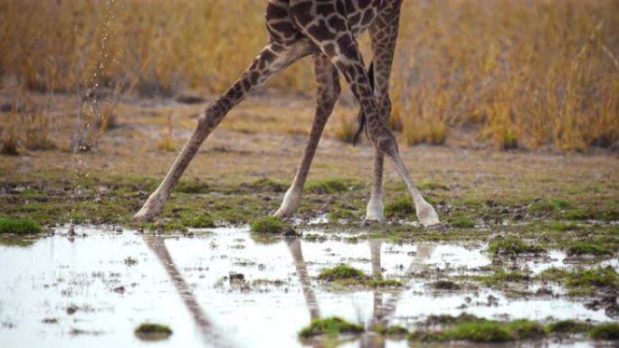 慢动作长颈鹿低头用水坑中的水解渴，然后站起来，肯尼亚安博塞利国家公园