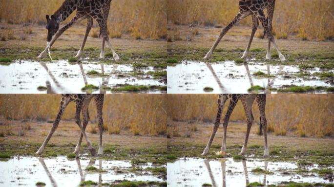 慢动作长颈鹿低头用水坑中的水解渴，然后站起来，肯尼亚安博塞利国家公园