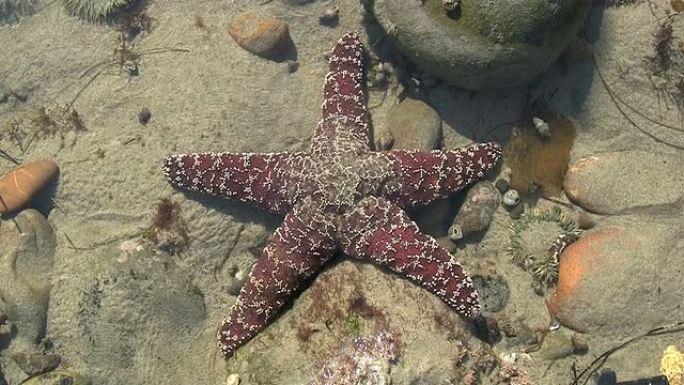 加利福尼亚潮汐池中的栗色海星