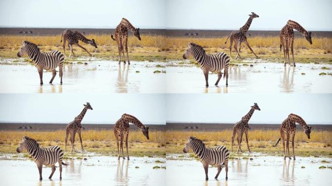 慢动作两只长颈鹿和一只斑马站在美丽的非洲大草原中间的水坑上，长颈鹿低下头喝水，肯尼亚安博塞利国家公园