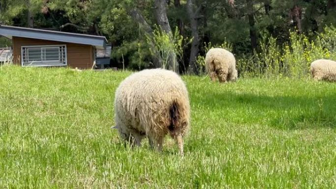 一只羊在羊圈里吃草。