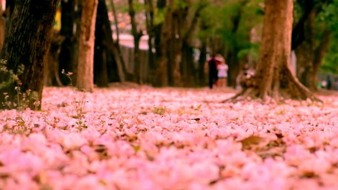 公园里流淌的花