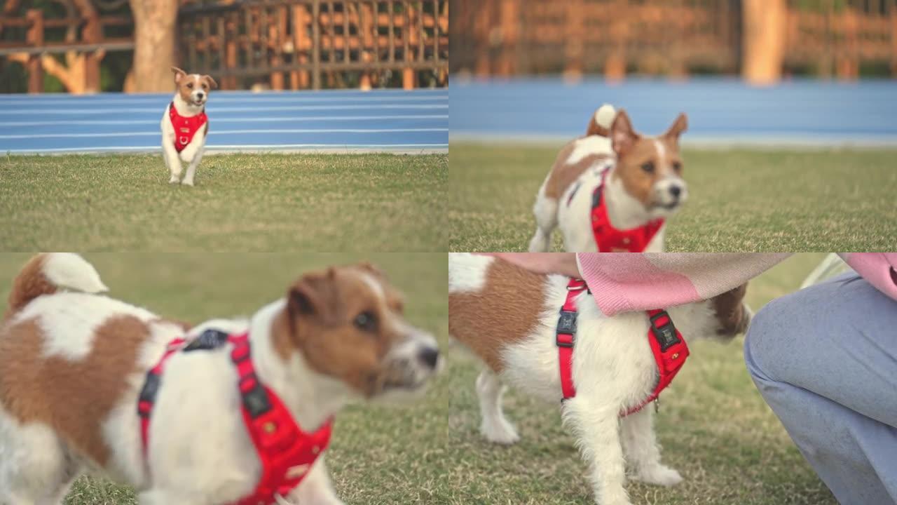 有趣顽皮的快乐疯狂杰克罗素梗微笑可爱的宠物狗小狗在夏天在草地上奔跑和跳跃