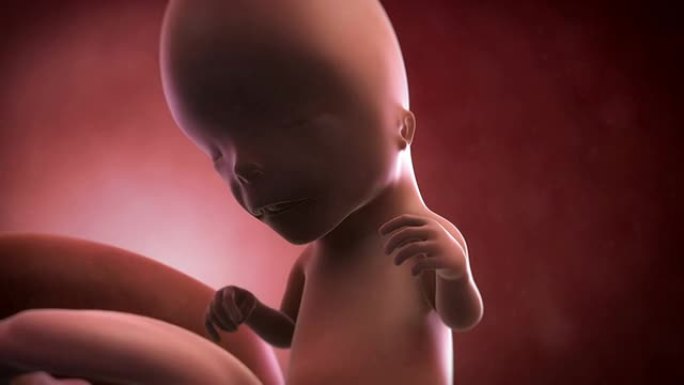 胎儿动画-第12周