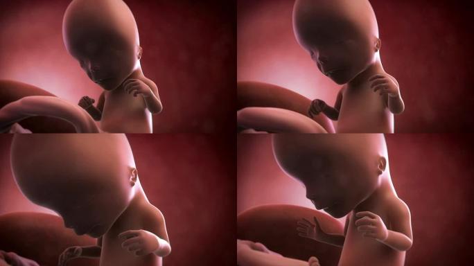 胎儿动画-第12周