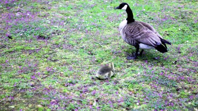 可爱的小宝宝加拿大鹅在一个美丽的阳光明媚的日子里依偎在公园里的母亲身边