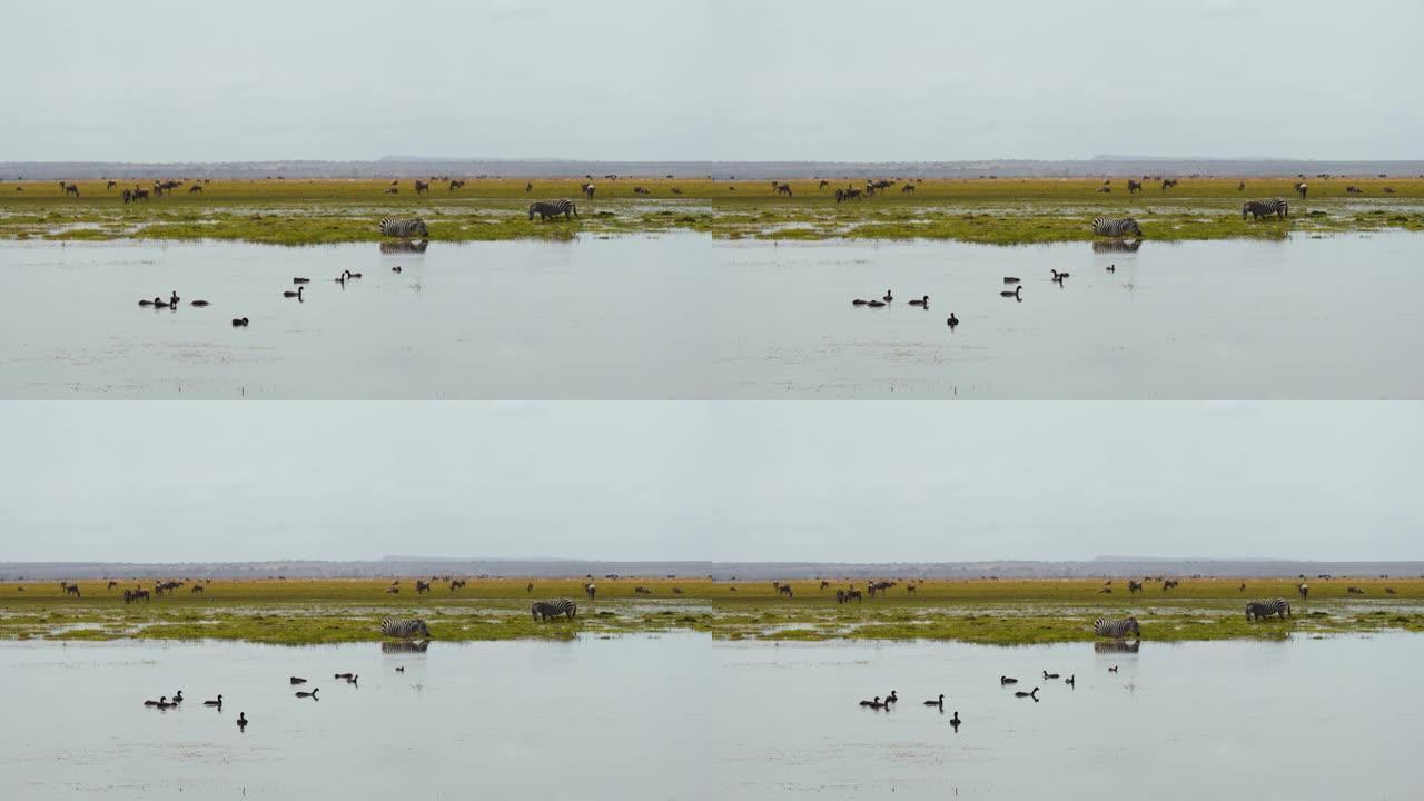 在大草原中间的水坑里，有许多不同的动物，鸟类在前面的水面上游泳，斑马站在水中，从水面上吃草，牛羚在背