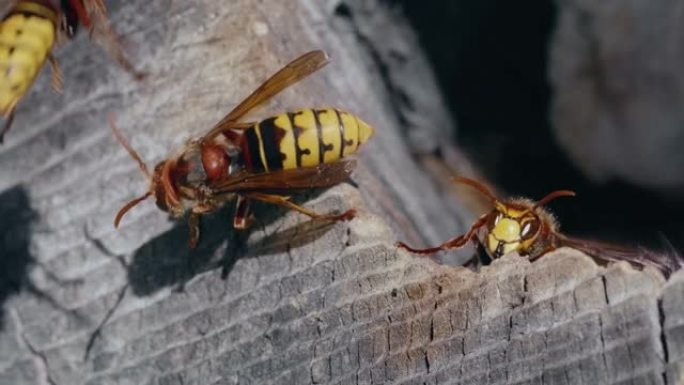 两只欧洲大黄蜂昆虫从巢中出去准备在巢上飞的宏观镜头