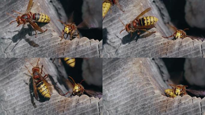 两只欧洲大黄蜂昆虫从巢中出去准备在巢上飞的宏观镜头