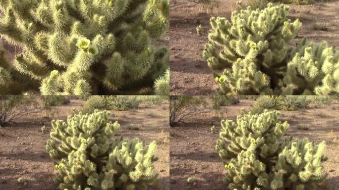 盛开的花冠仙人掌。失散的荷兰人州立公园，亚利桑那州阿帕奇交界处，在迷信山脉范围内