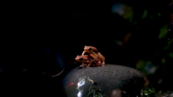 幻影毒蛙或幻影毒箭蛙双足三色一只青蛙跳到另一种爱情关系上繁殖玻利瓦尔省厄瓜多尔中部的安第斯斜坡