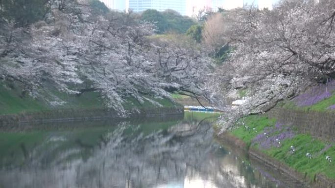 Chidorigafuchi樱花清晨，东京日本2023