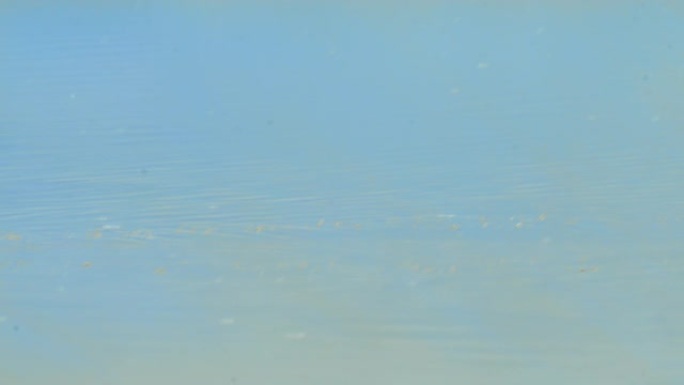 一群美丽的粉红色火烈鸟在平静的池塘中连续行走，小鸟紧随其后，肯尼亚安博塞利国家公园