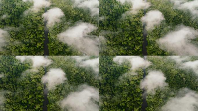 婆罗洲岛上的雨林。马来西亚