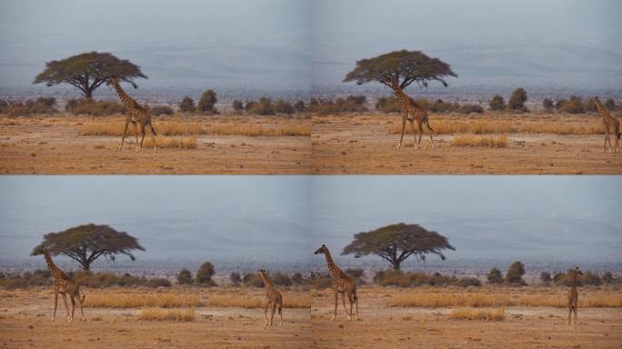 两只长颈鹿走在田野里，背景是一棵大树，远处的山谷，安博塞利国家公园，肯尼亚