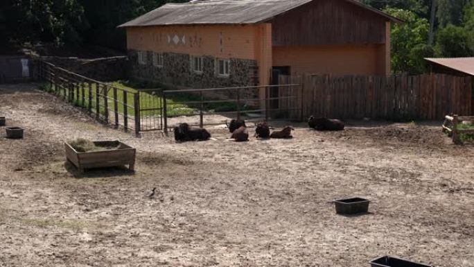 在炎热的夏日，一群牛羚躺在地上，用尾巴驱赶苍蝇。棕色非洲同趾有蹄类动物在动物园的畜栏里休息。圈养动物
