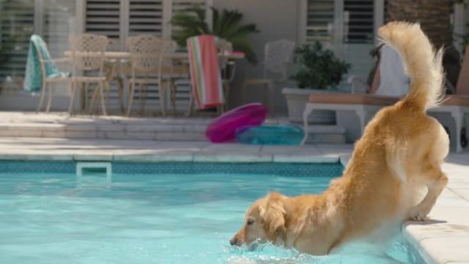 快乐的狗跳进游泳池玩游戏取玩具球金毛寻回犬嬉戏地享受夏天可爱的毛茸茸的狗嬉戏4k