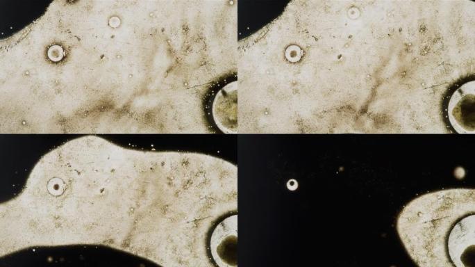 通过显微镜背景看到的白色细胞团块繁殖