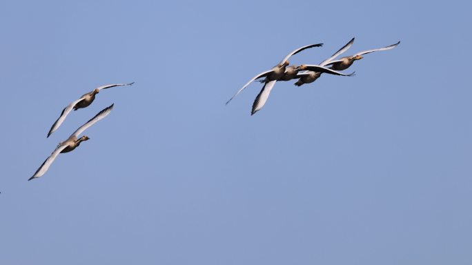 一群斑头雁在蓝天飞行的慢动作
