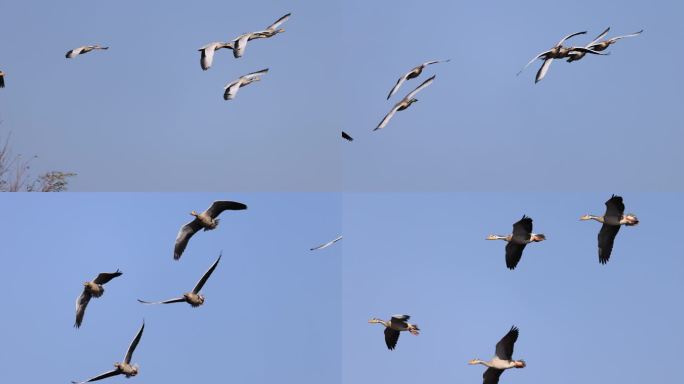 一群斑头雁在蓝天飞行的慢动作