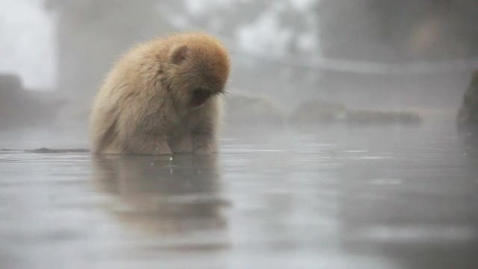 日本猕猴 (雪猴) 在温泉