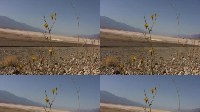 死亡谷鲜花，NTSC