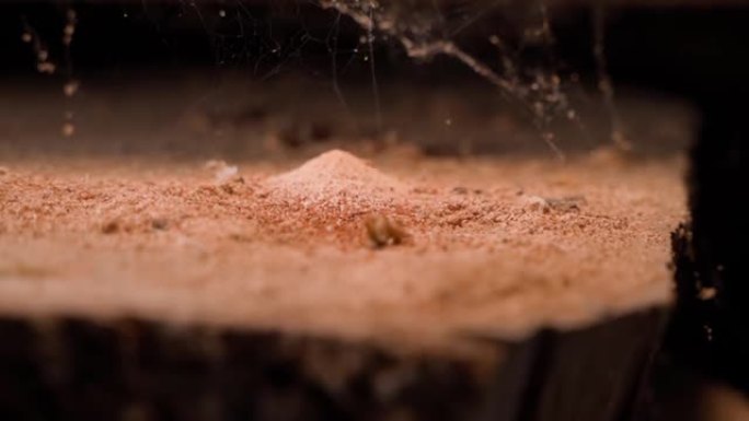 甲虫在木橡木木板上吃木头特写后的木屑