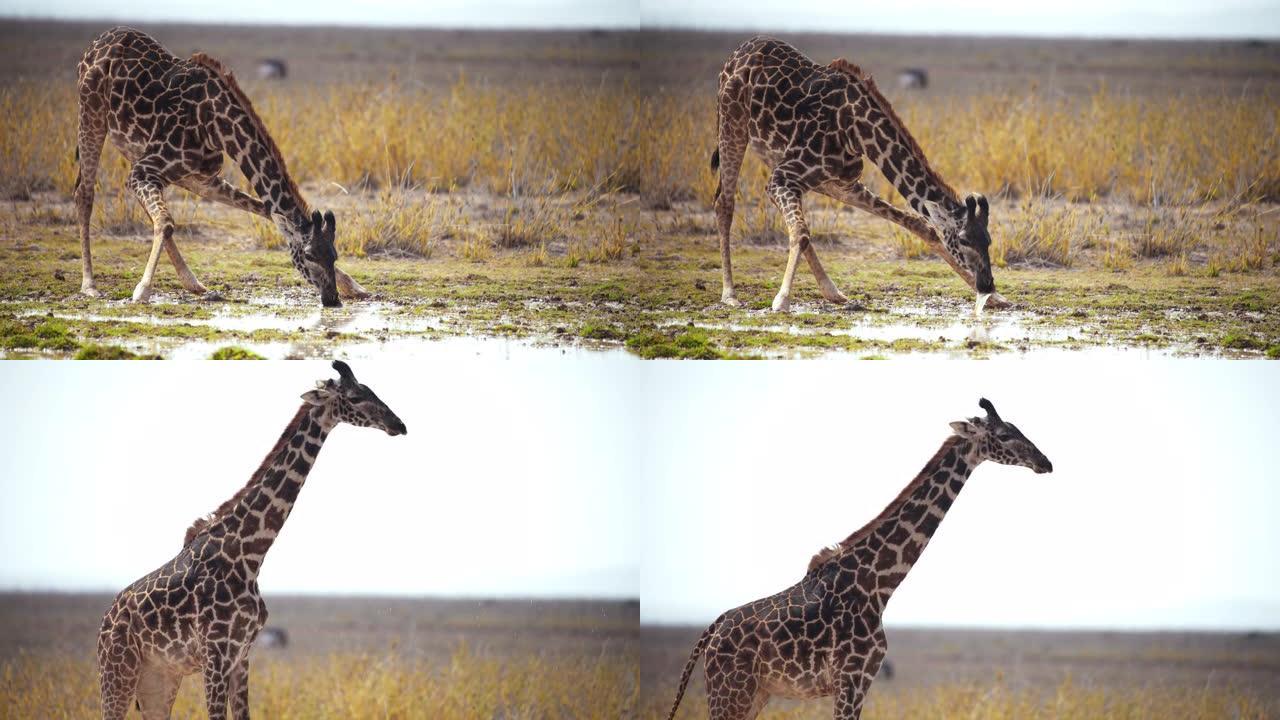 慢动作雄伟的长颈鹿站着，把头放下，从水坑里喝水，站起来，背景是美丽的草地。纪录片
