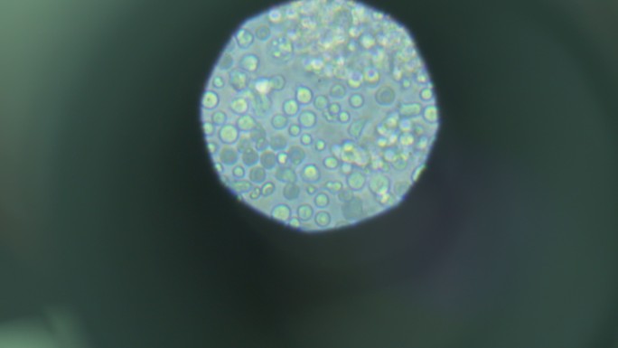 显微镜下的细胞