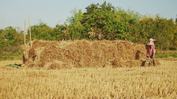 女农民在干田里堆放干草捆