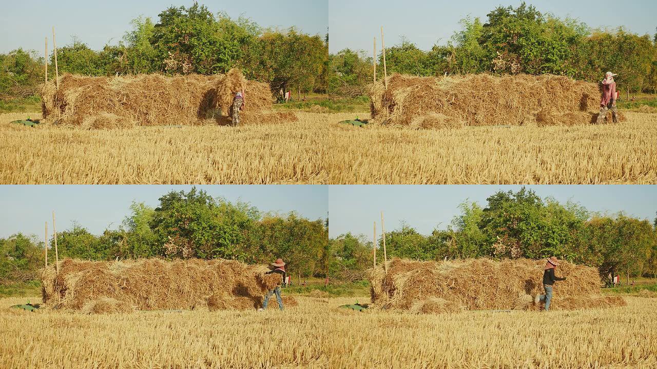 女农民在干田里堆放干草捆