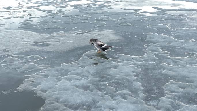 冰面上梳洗羽毛的一只水鸭子