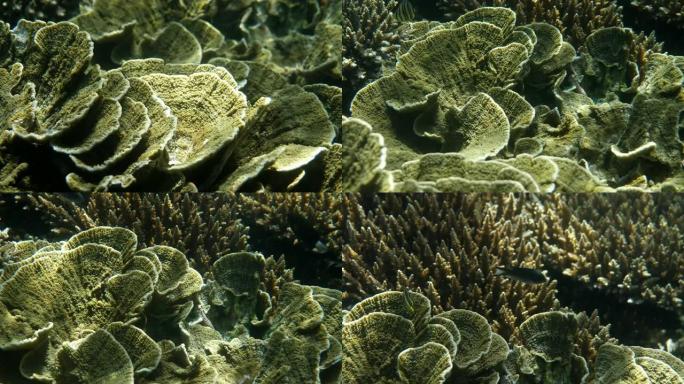 在泰国的珊瑚礁潜水发现海洋之美