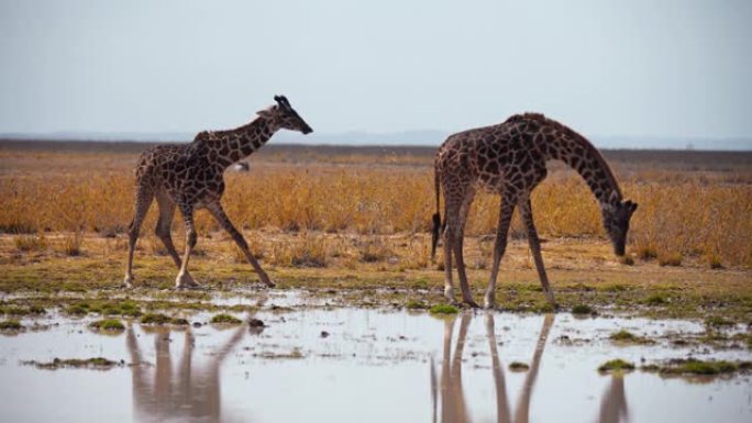 慢动作两只长颈鹿从水坑里放下脖子喝水，站在广阔的草原上，肯尼亚安博塞利国家公园