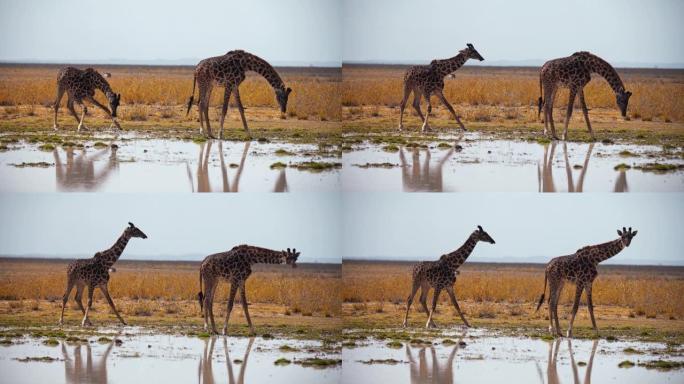 慢动作两只长颈鹿从水坑里放下脖子喝水，站在广阔的草原上，肯尼亚安博塞利国家公园