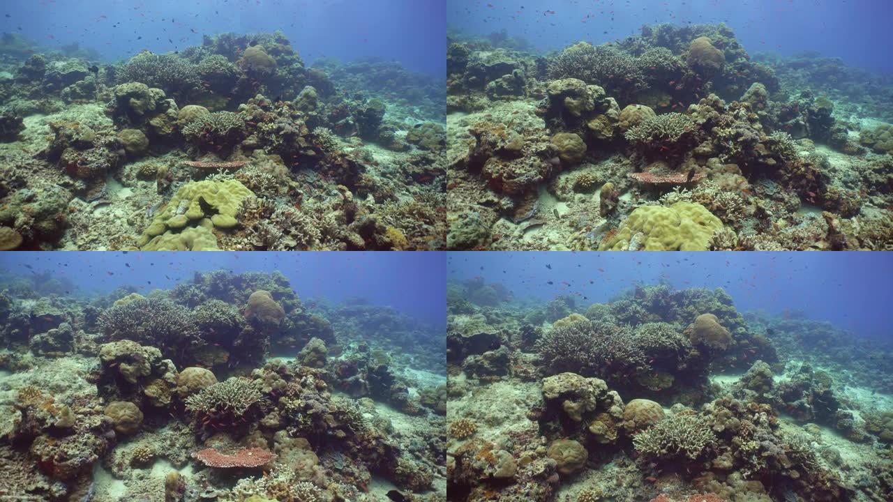 珊瑚礁和热带鱼。西巴丹岛仙本那。马来西亚。