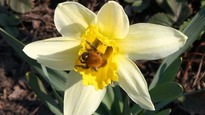 水仙中的大黄蜂。