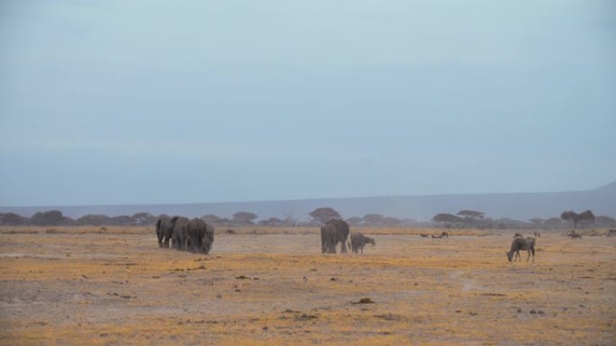 肯尼亚安博塞利国家公园，两个有小牛犊的大象家族穿越萨凡纳沙漠，一群牛羚在旁边