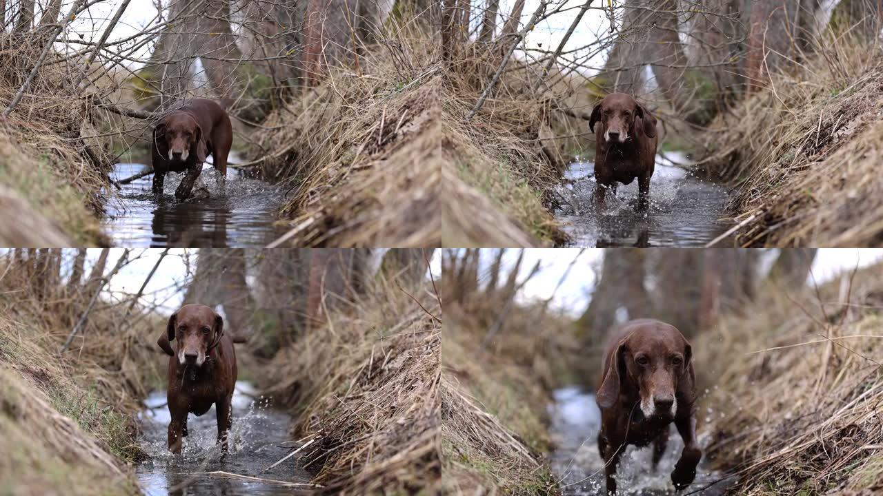 美丽的狗过河。德国指针和达尔马提亚人通过水。慢动作。4k。红色可乐。春天美丽的大自然。水滴。棕色狗。