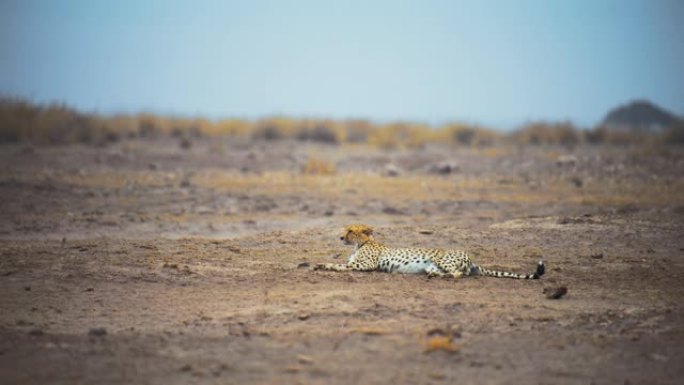猎豹在贫瘠的土地上休息，看着周围的环境，然后转向相机，从侧面观看，肯尼亚安博塞利国家公园